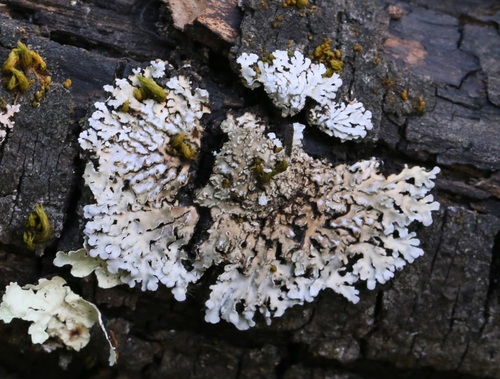 iNaturalist observation photo of Frosted Lichens