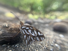 Dione vanillae galapagensis