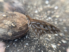 Dione vanillae galapagensis