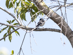 Schistochlamys melanopis