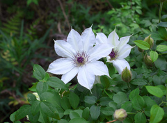 Clematis patens