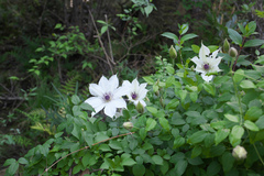 Clematis patens