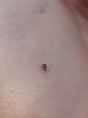 Aphididae