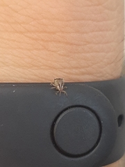 Aphididae