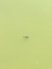 Trachemys scripta elegans