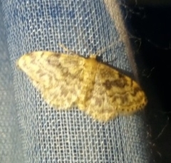 Idaea inquinata