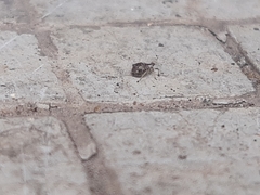 Aphididae