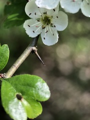 Crataegus