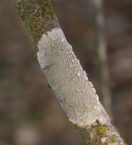 iNaturalist observation photo of Common Lichens