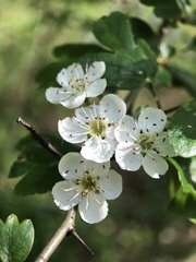 Crataegus