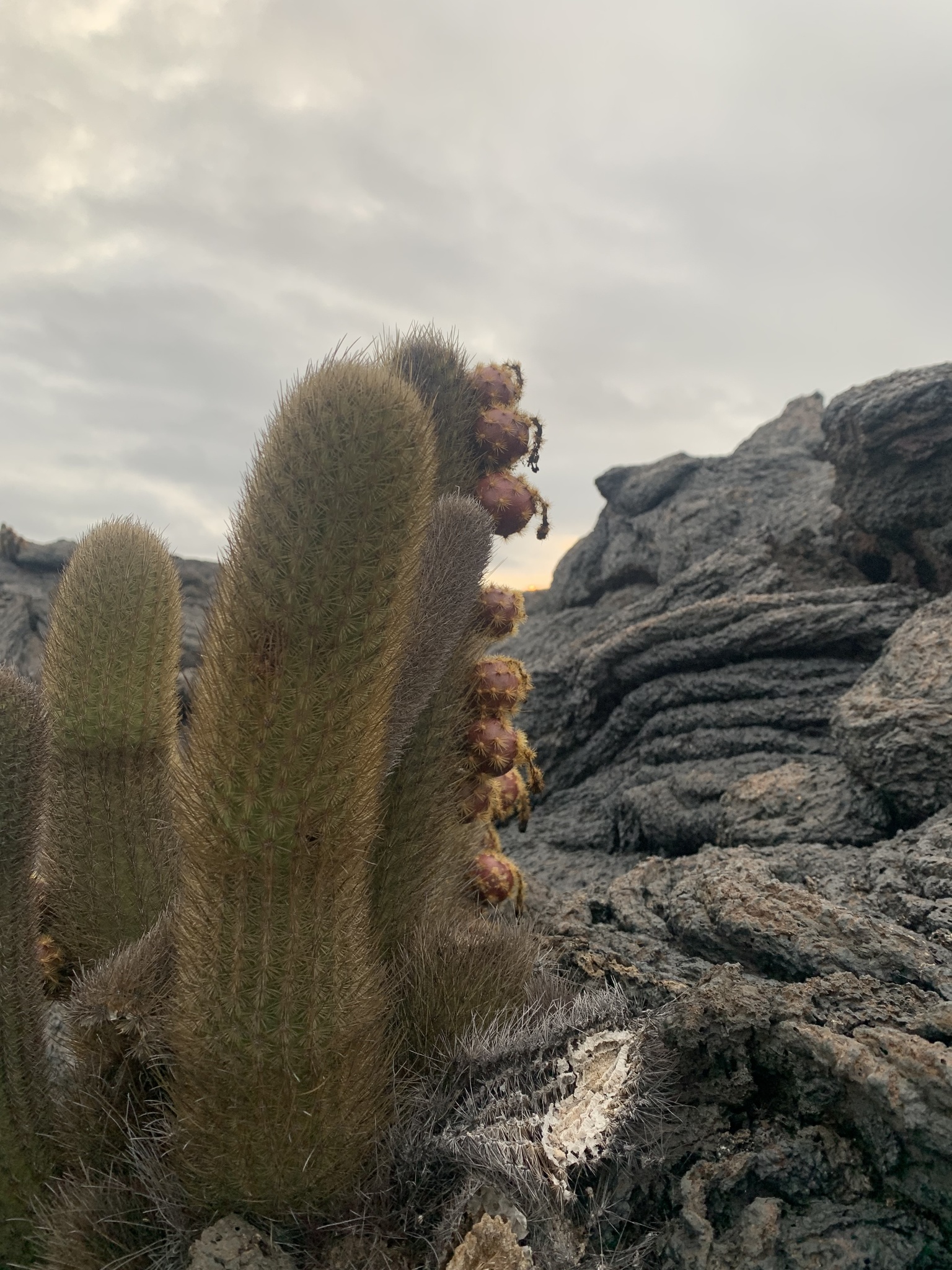 Lava Cactus (Brachycereus nesioticus)  iNaturalist