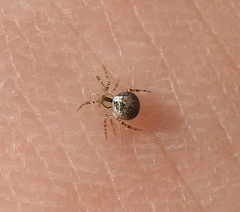 Theridion varians