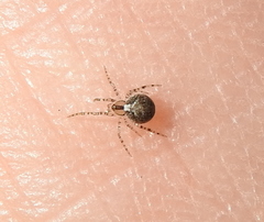 Theridion varians