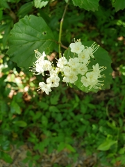 Viburnum scabrellum