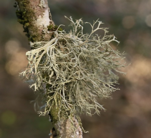iNaturalist observation photo of Farinose Cartilage Lichen