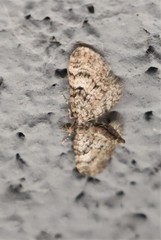 Eupithecia dodoneata
