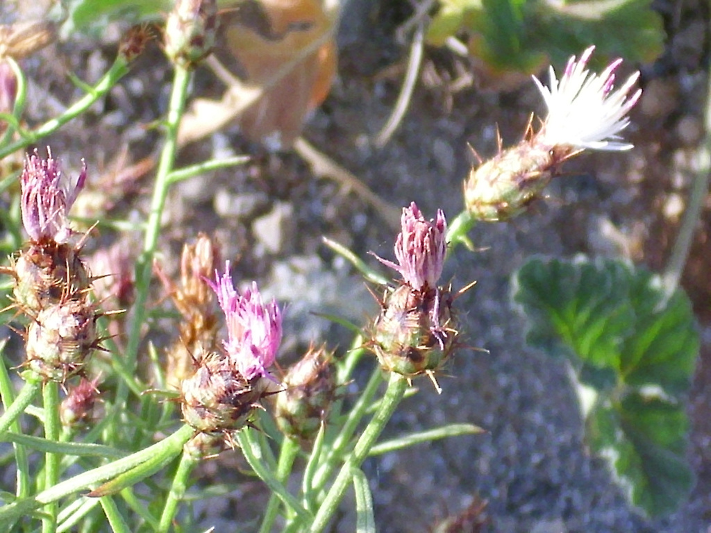 Escobilla de Gádor