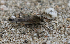 Efferia albibarbis