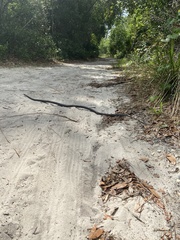 Coluber constrictor priapus