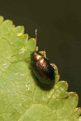 Crepidodera aurea