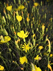 Launaea lanifera