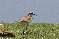 Charadrius thoracicus