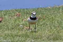 Charadrius thoracicus