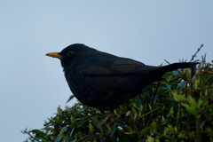 Turdus merula