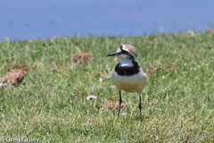 Charadrius thoracicus