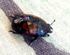 Hister quadrimaculatus