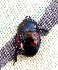Hister quadrimaculatus