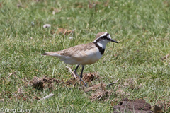 Charadrius thoracicus