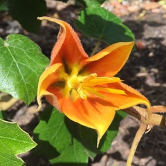 ×chiranthofremontia lenzii