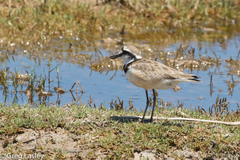 Charadrius thoracicus