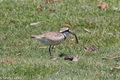 Charadrius thoracicus