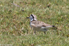 Charadrius thoracicus