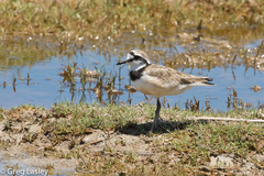 Charadrius thoracicus