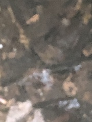 Rhinichthys atratulus