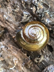 Morlina glabra