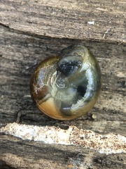 Morlina glabra