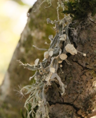 iNaturalist observation photo of Western Strap Lichen