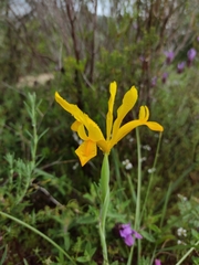 Iris xiphium lusitanica
