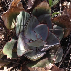 Echeveria rubromarginata