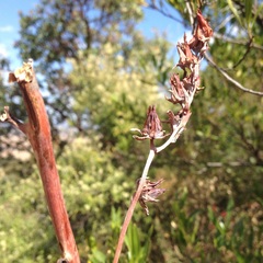 Echeveria rubromarginata