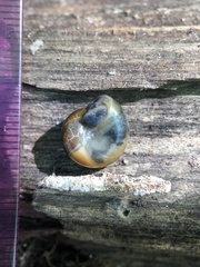 Morlina glabra