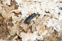 Cicindela amargosae