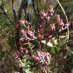 Echeveria rubromarginata