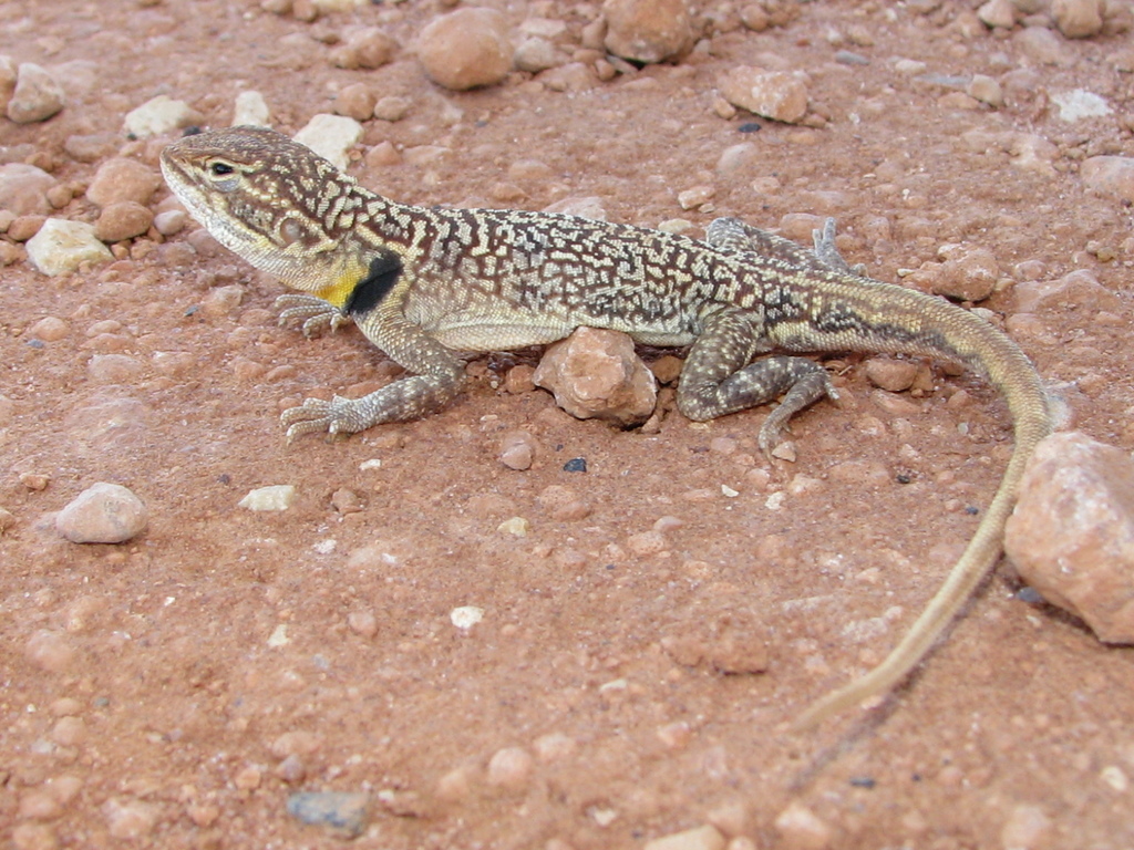 Black-Collared Dragon