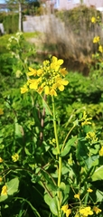 Brassica rapa