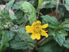 Sphagneticola trilobata